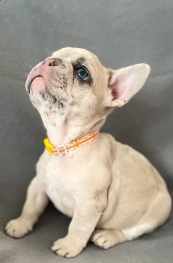  bouledogue francese di 80 giorni | Foto 0