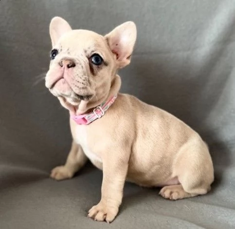 bouledogue francese di 80 giorni