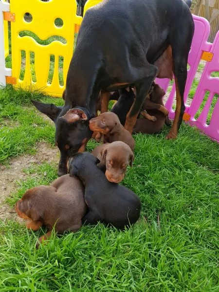 splendidi cuccioli di dobermann