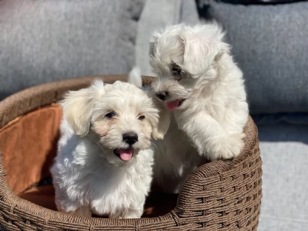cuccioli di maltese 