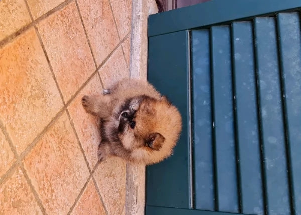 mini pomeranian!!!!