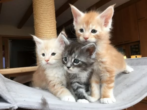 maine coon gattini disponibili