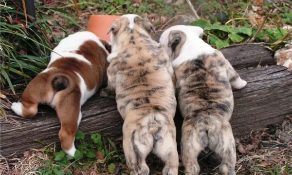 bulldog inglese cuccioli