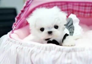 email : ameliajefferson80[at]gmail[.com] adorabili bulldog francese cuccioli mini disponibili per adozion