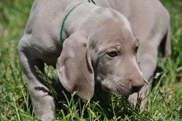 weimaraner cuccioli