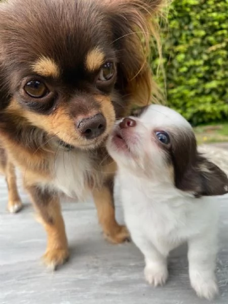 cuccioli chihuahua disponibili