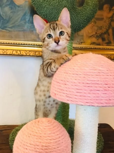 disponibile gattini savannah maschi e femmini