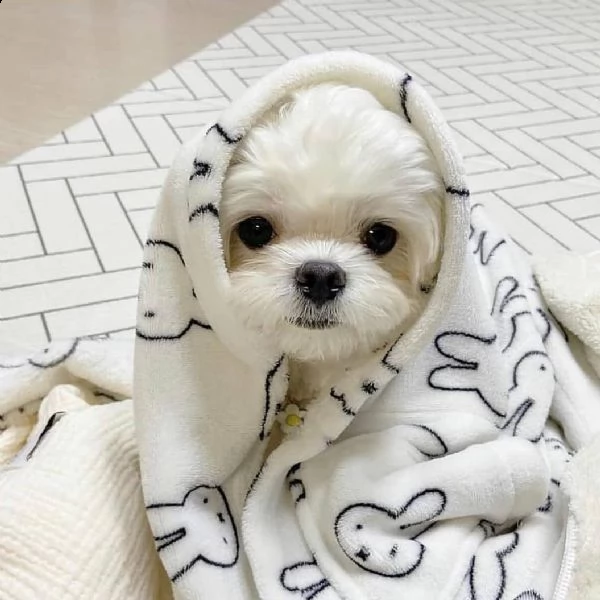 regalo maltese toy... | Foto 0