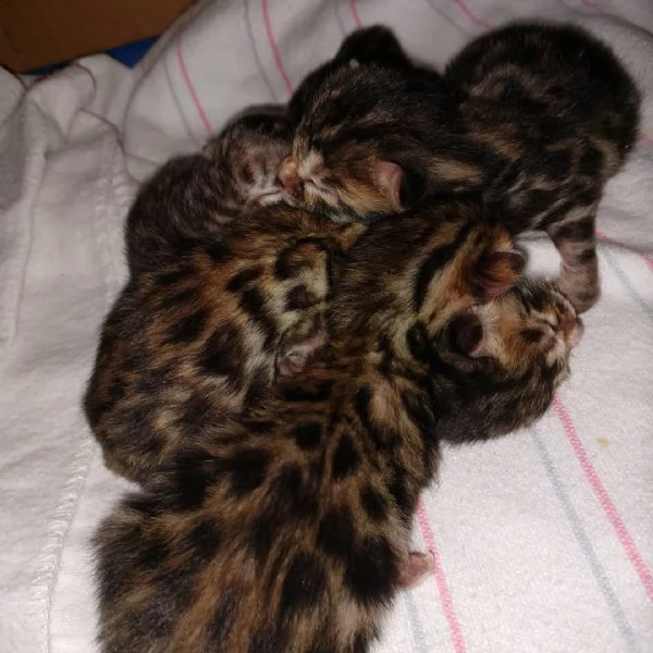 regalo di gattini bengala