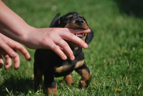 bassotto nero focato cuccioli
