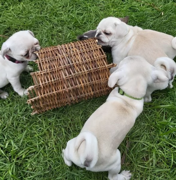 stupefacenti carlini disponibili