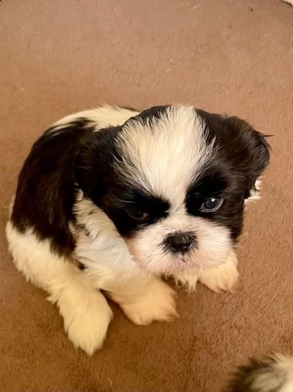 cuccioli shitzu con pedigree