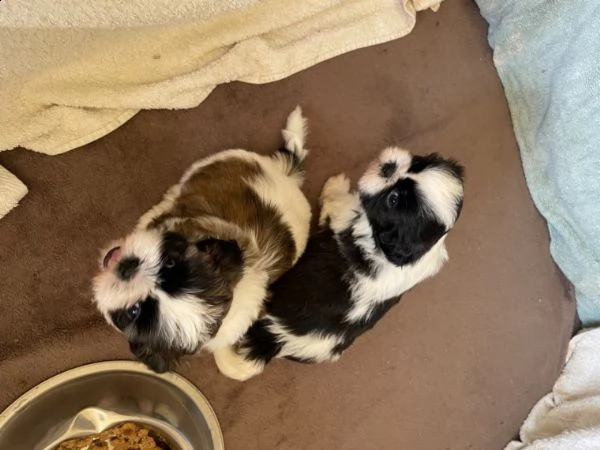 cuccioli shitzu con pedigree | Foto 0