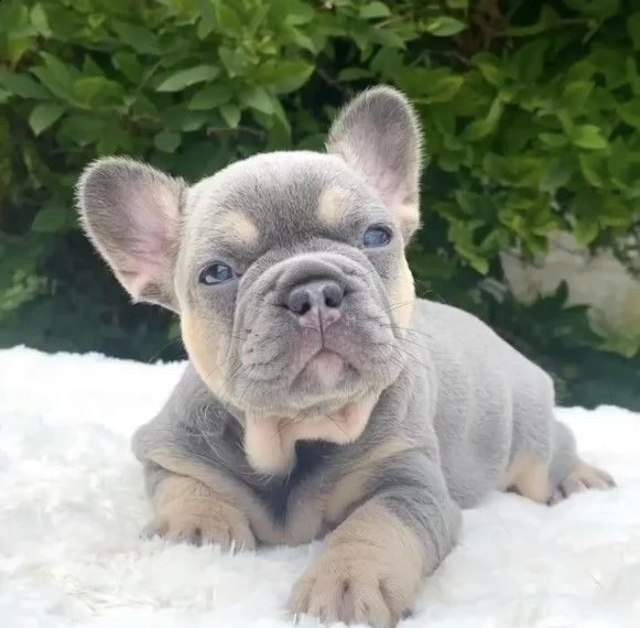 cuccioli  di bouledogue francese | Foto 2