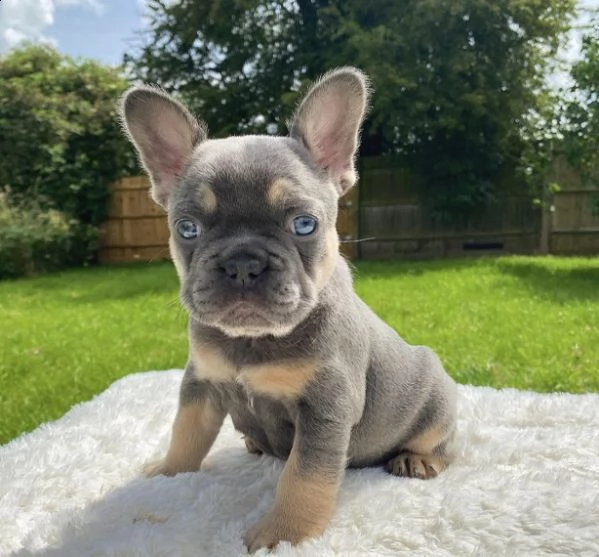 cuccioli  di bouledogue francese | Foto 1
