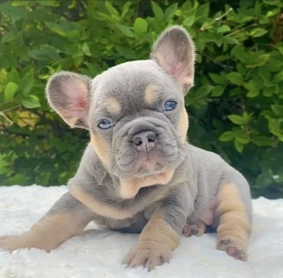 cuccioli  di bouledogue francese