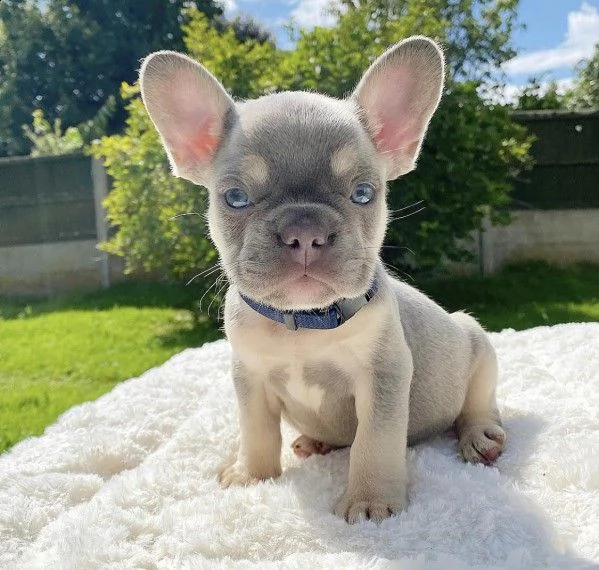 cuccioli  di bouledogue francese | Foto 0
