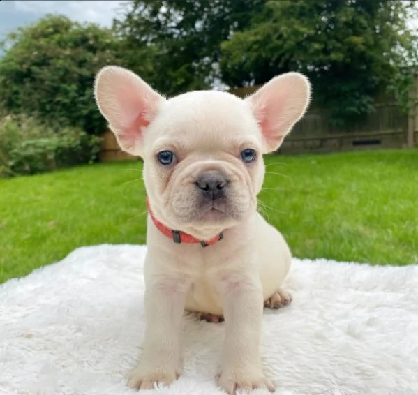 cuccioli bouledogue francese di 2,5 mesi  | Foto 1