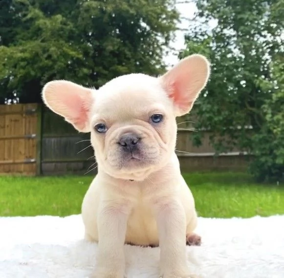 cuccioli bouledogue francese di 2,5 mesi  | Foto 0