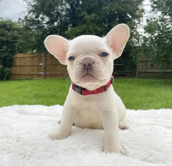 cuccioli bouledogue francese di 2,5 mesi 