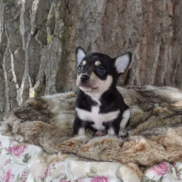 chihuahua toy cuccioli