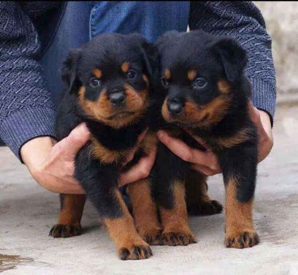 bellissimi cuccioli di rottweiler in adozione, i cuccioli sono molto sani intelligenti e giocherello
