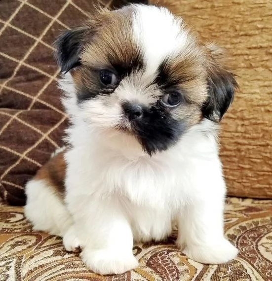 regalo cuccioli di shitzu