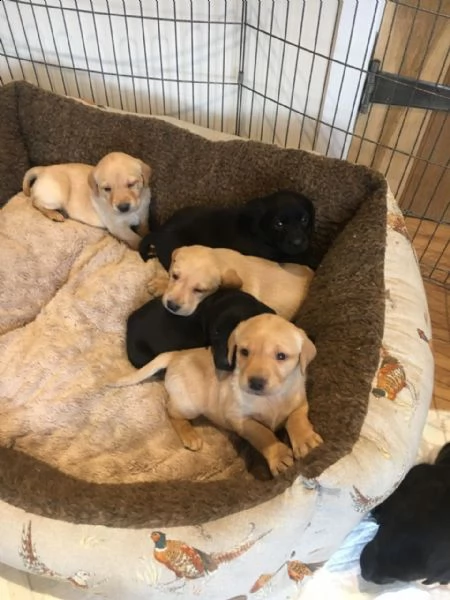 piccoli labrador