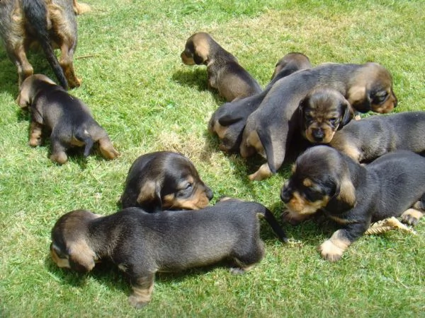 regalo adorabili cuccioli bassotto femminucce e maschietti...
