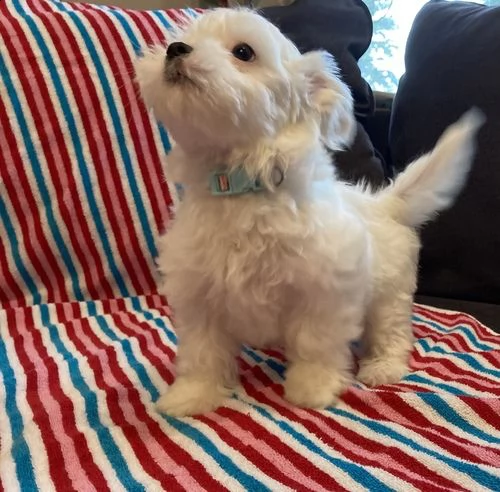 disponibili cuccioli di maltese toy i cuccioli verranno ceduti non prima dei 60 giorni muniti di mic