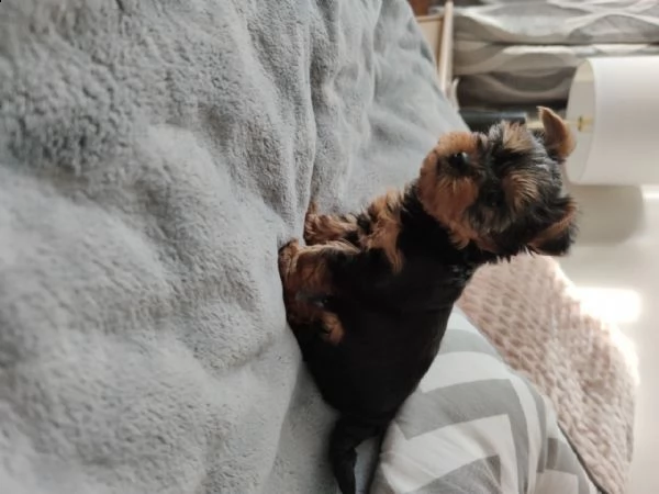 cucciolotta di yorkshire