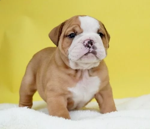 cuccioli di bulldog inglese razza pura maschietti e femminucce. i cuccioli vengono ceduti vaccinati,