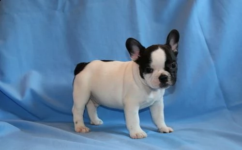 qui ci sono ancora due maschi e una femmina bulldog francese in vendita nella casa giusta.  e ha per