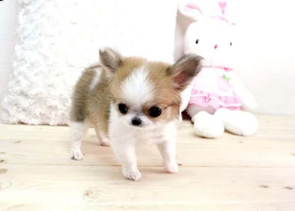 giocattolo regalo cuccioli di chihuahua i cuccioli di chihuahua sono disponibili per l'adozione, con