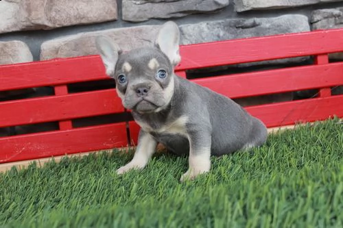 bulldog francese pura razza. i cuccioli ha 3 mesi, è già stato svermato vaccinato. nato e cresciuto 