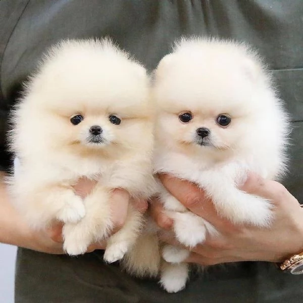 regalo pomeranian