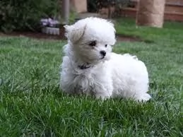 maltese toy... | Foto 0