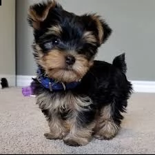 mini yorkshire | Foto 0