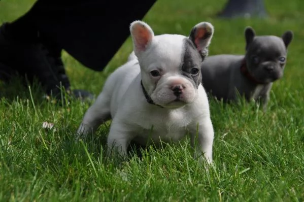 bulldog francesi cuccioli