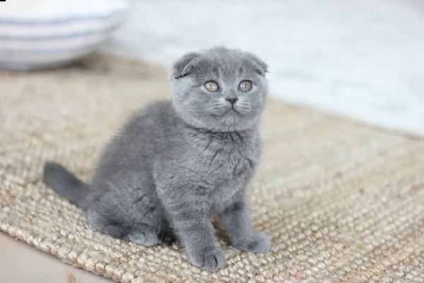 gattini scottish fold e straight | Foto 1