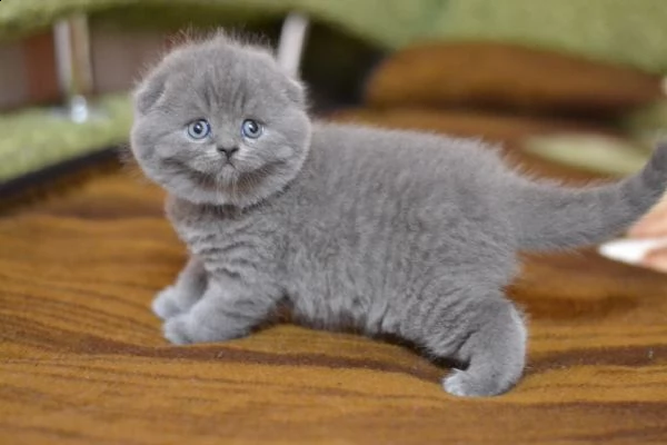gattini scottish fold e straight | Foto 0