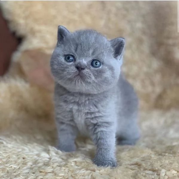 gattini scottish fold e straight