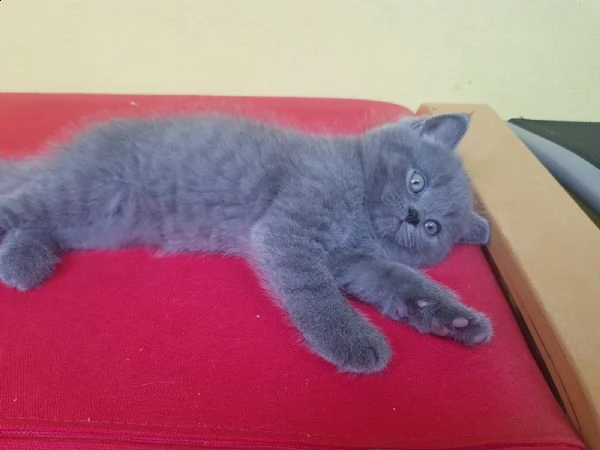 british shorthair cuccioli nati in casa