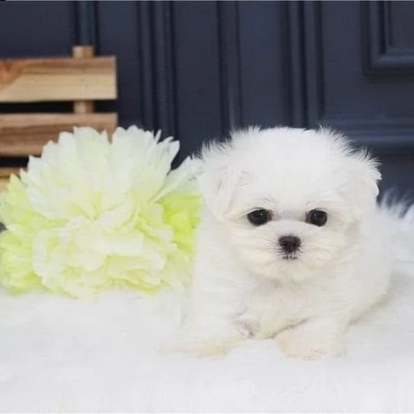 stupende maltese toy