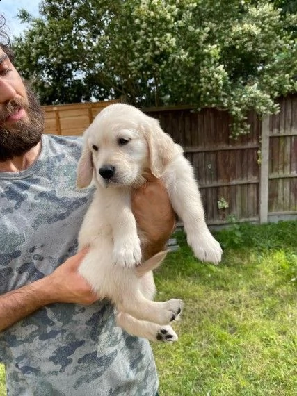 stupendi cucciolotti golden retriever | Foto 2