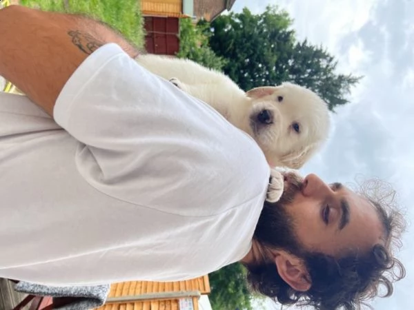 stupendi cucciolotti golden retriever | Foto 1