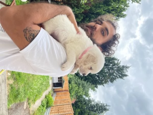 stupendi cucciolotti golden retriever | Foto 0