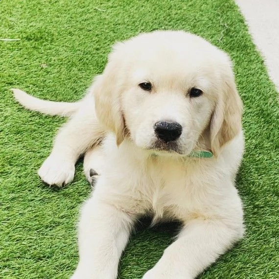 stupendi cucciolotti golden retriever