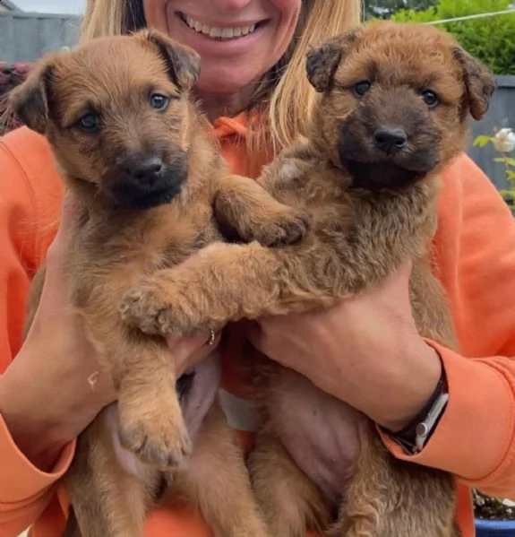 terrier irlandese  | Foto 2