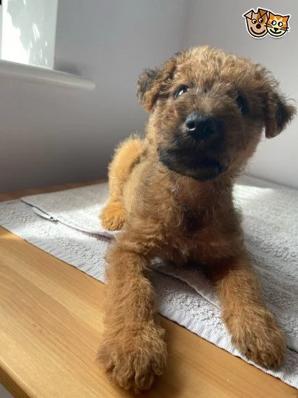 terrier irlandese  | Foto 1